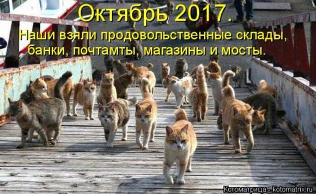 Новая котоматрица на Бугаге (31 фото)