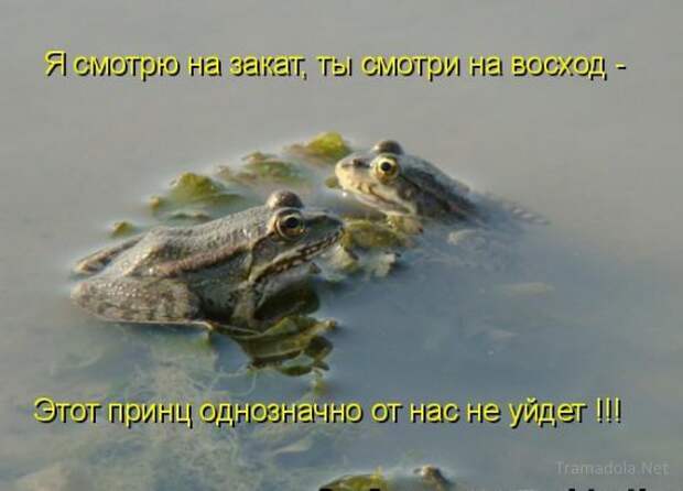 Летняя подборка Котоматриц 2010 - Выпуск 18