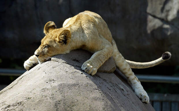Львенок греется на камне в зоопарке в Портленде