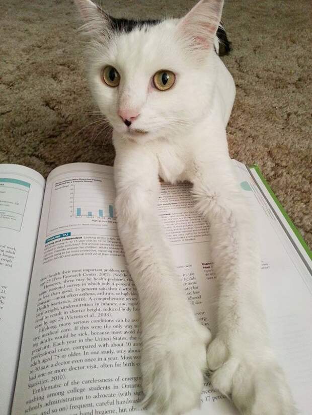 кошка мешает читать 