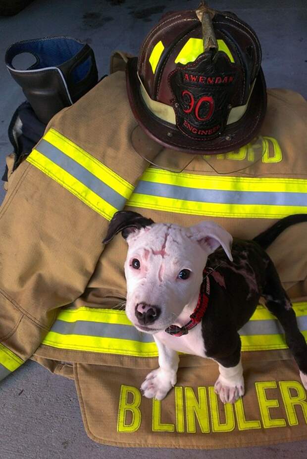 обгоревший щенок сам стал пожарным, обгоревший щенок Джейк