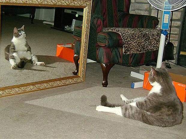 кошка перед зеркалом