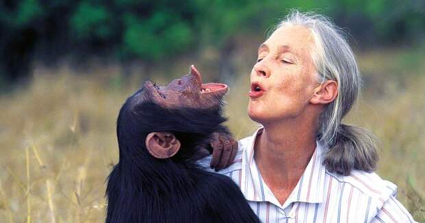 Чем закончились попытки ученых научить приматов разговаривать