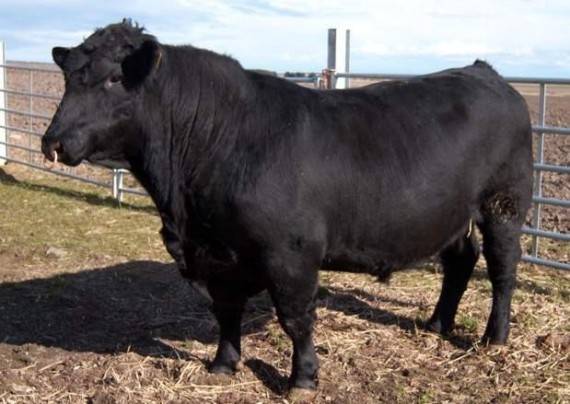 Bull-570x404