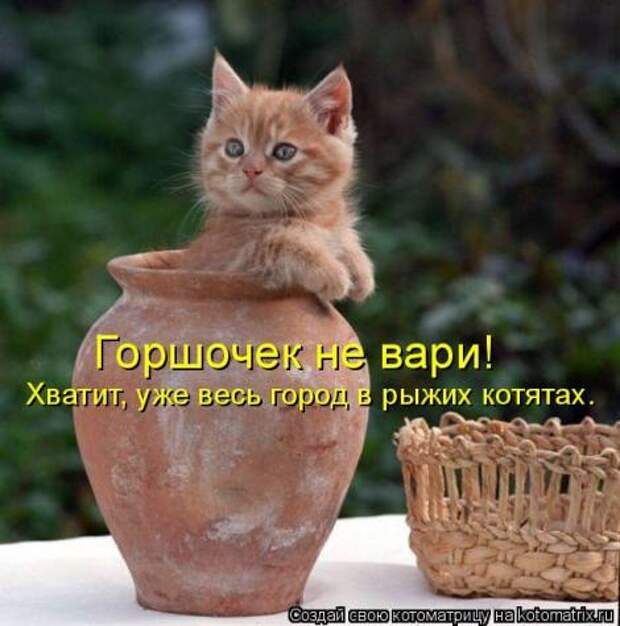 смешные фото с маленькими котятами