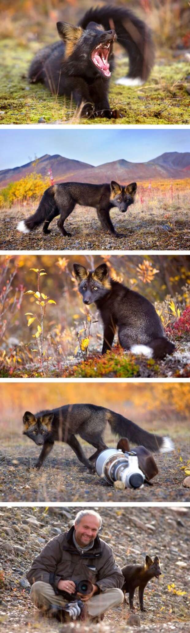 Black Silver Fox