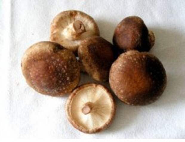 Шитаке - король лекарственных грибов