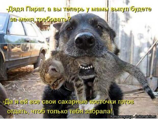 Прикольные коты в котоматрицах.