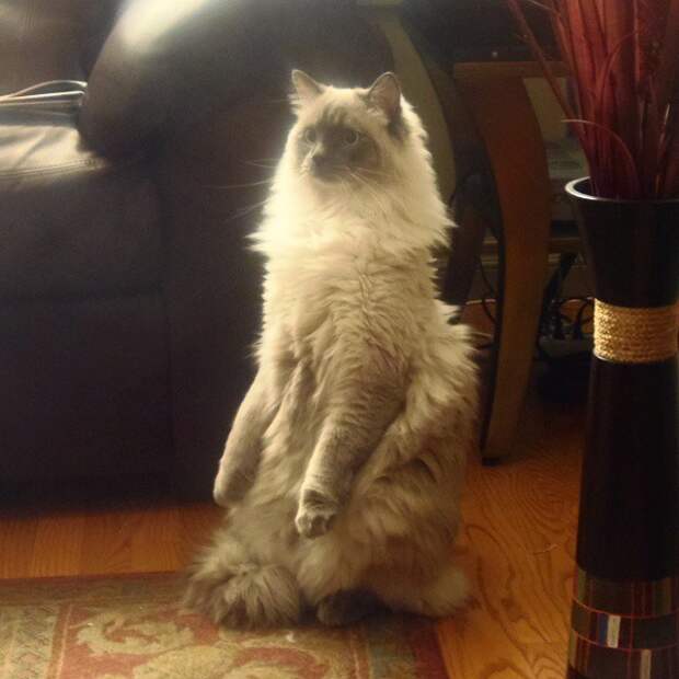 коты, которым нравится стоять