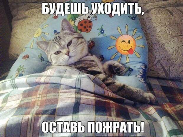 Смешные фото приколы с котами