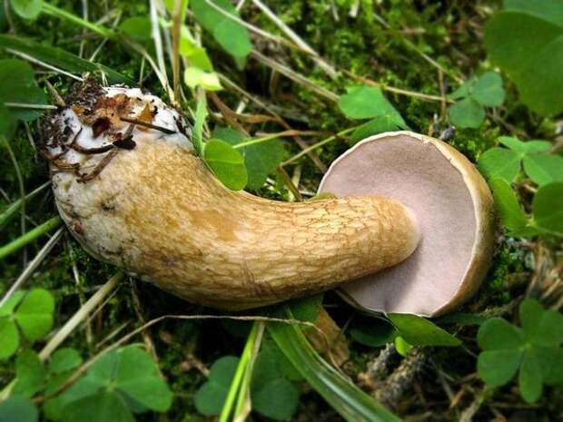 Tylopilus felleus, желчный гриб, фото с сайта http://forum.onliner.by/