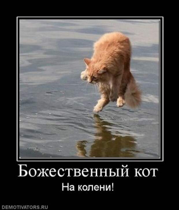 Демотиваторы про котэ, почти как котоматрицы!