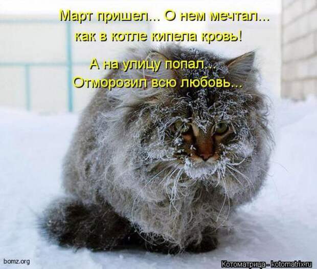 Котоматрицы(картинки с надписями)
