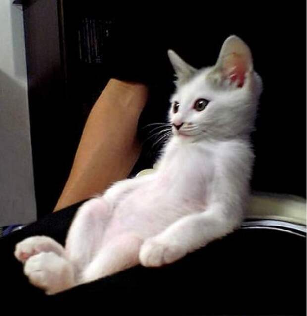 смешные животные