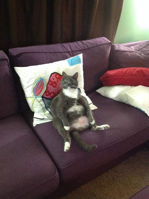 кот на диване