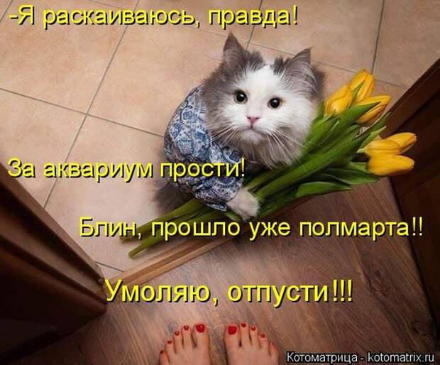 Лучшие котоматрицы недели