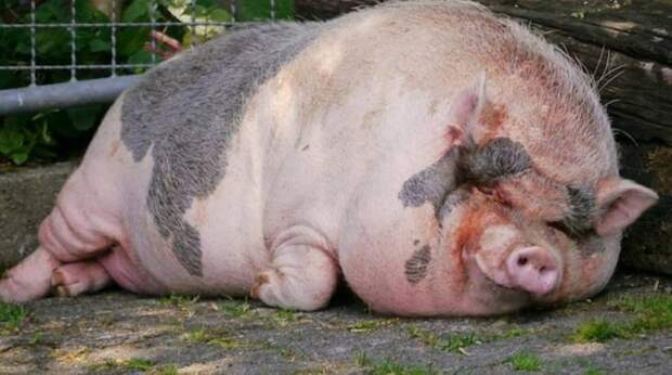 Революция в трансплантологии: свиные почки могут заменить человеческие