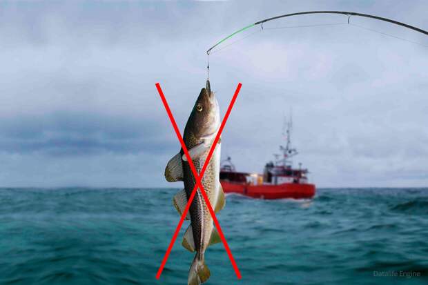 Почему в Арктике запрещен промышленный лов рыбы?