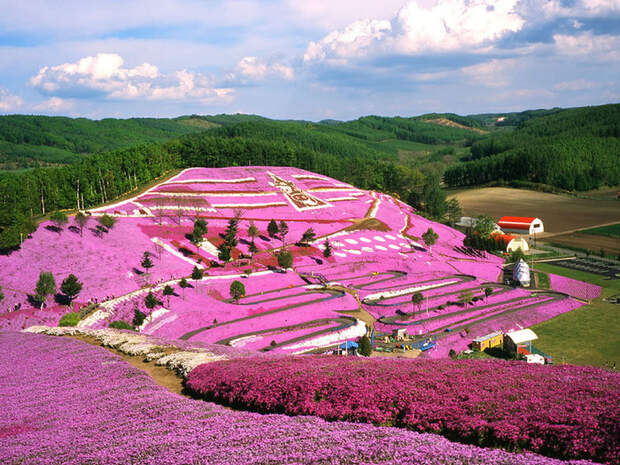 Холм Shibazakura цветение флоксов 7 (700x525, 227Kb)