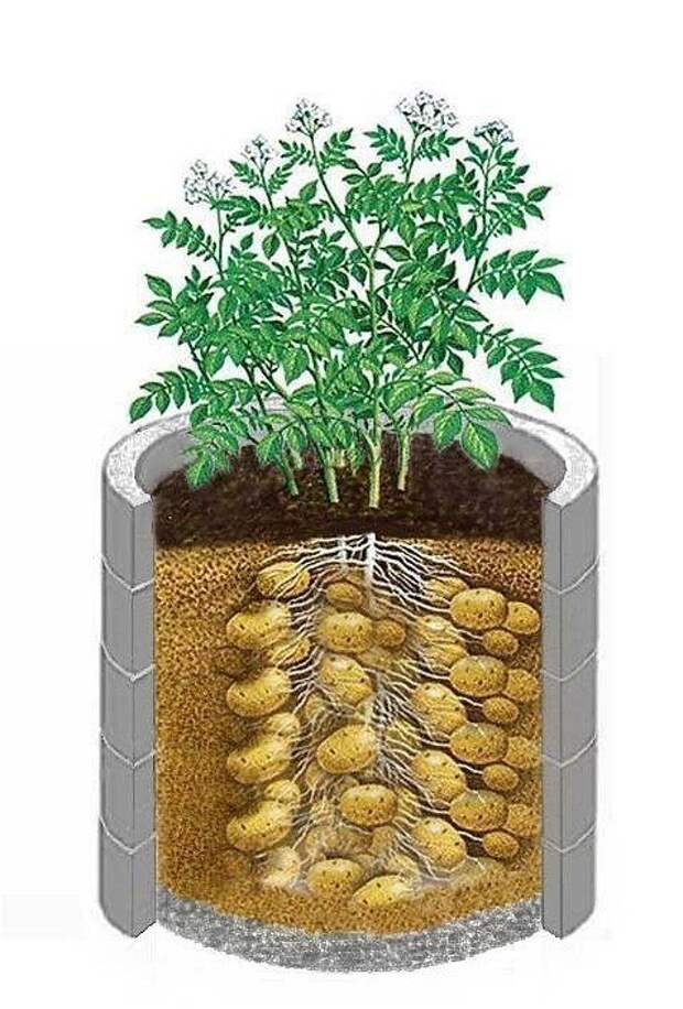 Картофель в бочках полезные советы, садоводство