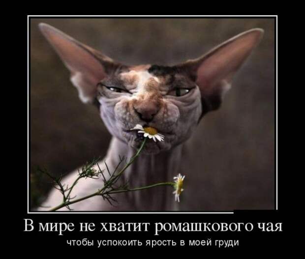Демотиваторы №1105 (30 фото)