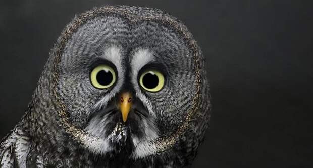 Funny-animals-with-muzzles-Agape-02
