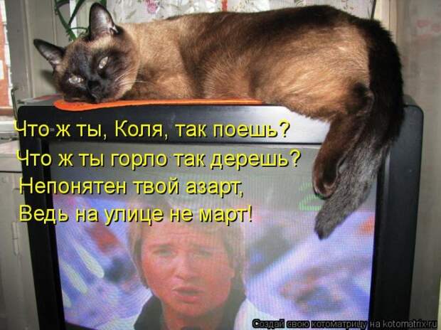 Клёвые отрывные котоматрицы (30 фото)
