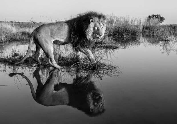 Черно-белые фотографии животных David Yarrow