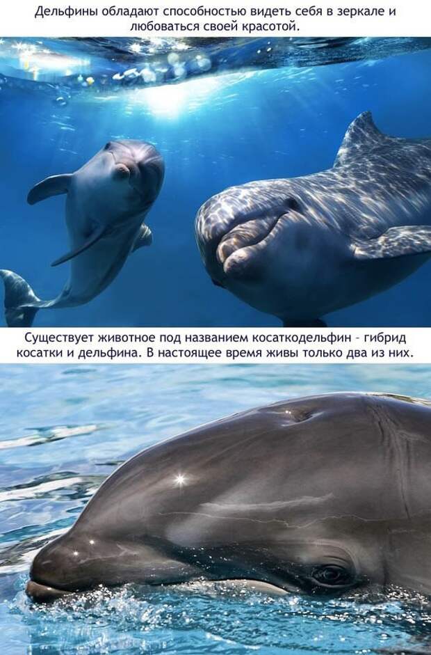 Малоизвестные и удивительные факты о дельфинах история, факты