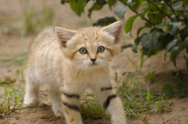 Барханный кот - кот, который всегда остается похожим на котенка животные, коты