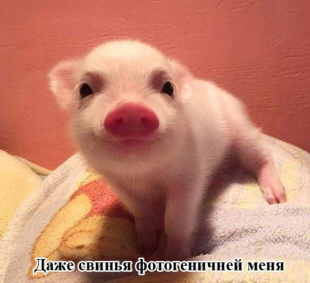 Картинки прикольные, твой жир - твое богатство.