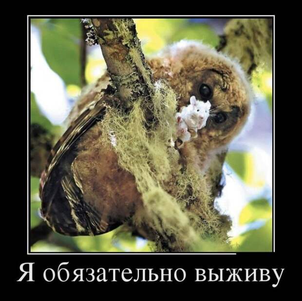 Демотиваторы (30 фото) Демотиваторы (30 фото)
