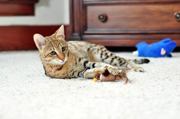 Кошка породы саванна. Фото