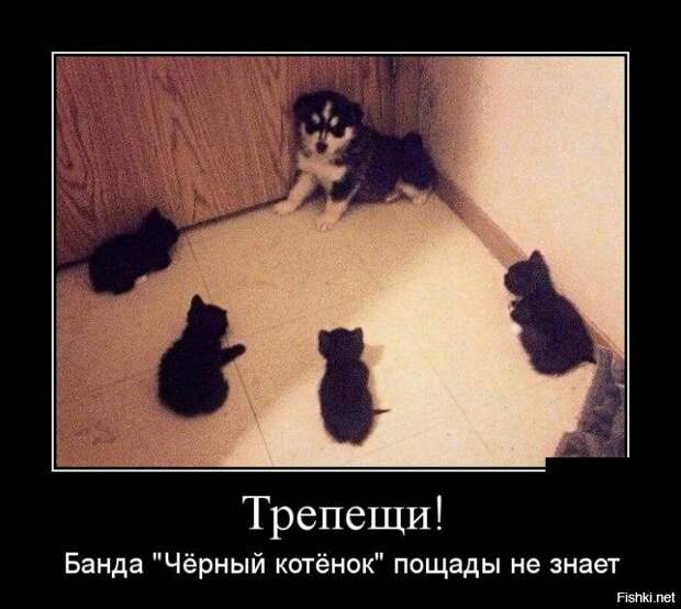 Подборка демотиваторов демотиваторы, прикол, юмор
