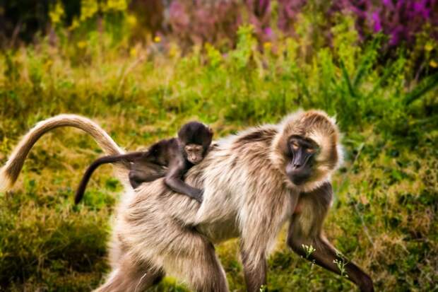 Гелады — редкие мартышки, близкие родственники павианов. Водятся эти обезьянки на горных плато Эфиопии. Продолжительность беременности у приматов составляет от пяти до шести месяцев. Матери кормят детенышей молоком до полутора лет, после чего они уходят жить в другие группы