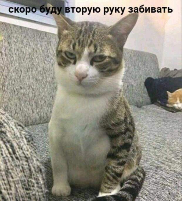 Кот с татуировками
