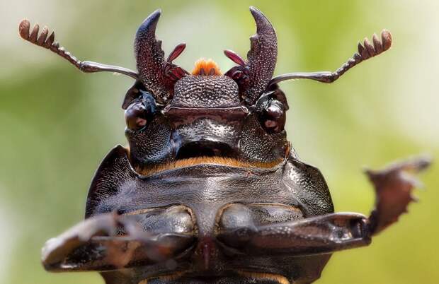 insects43 insects43 Портреты насекомых