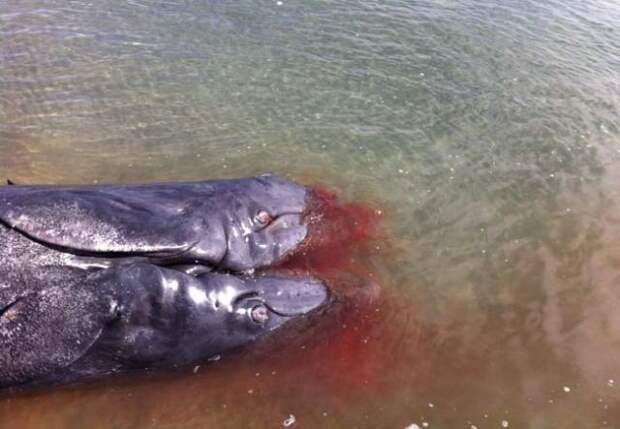 Twoheadedwhale1