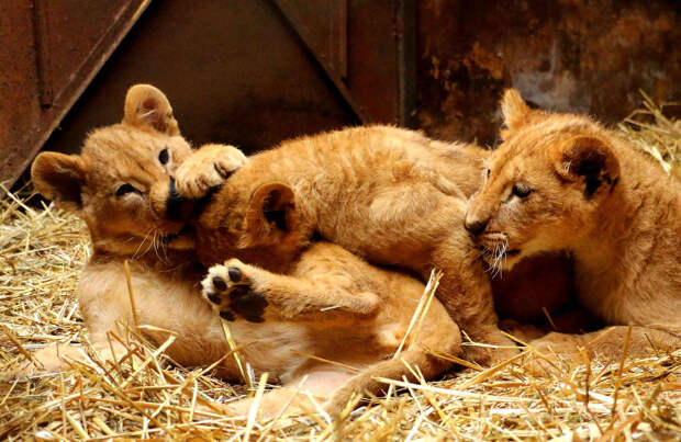 Три львенка, которые были названы Владимир Путин, Барак Обама и Ангела Меркель, в зоопарке в Варне, Болгария