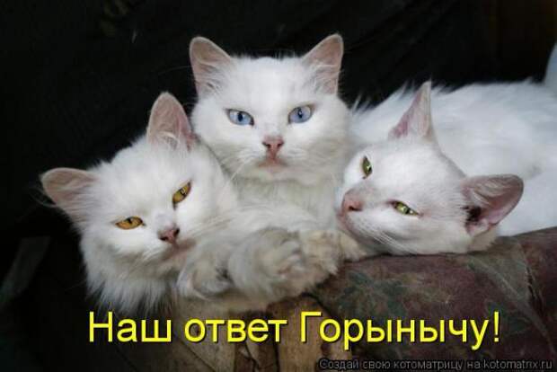 Котоматрица