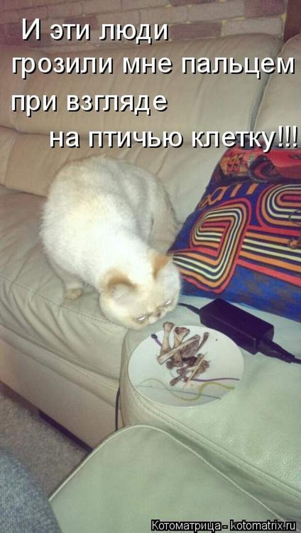 Свежая котоматрица (37 фото)
