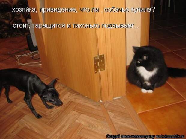 Лучшие котоматрицы недели