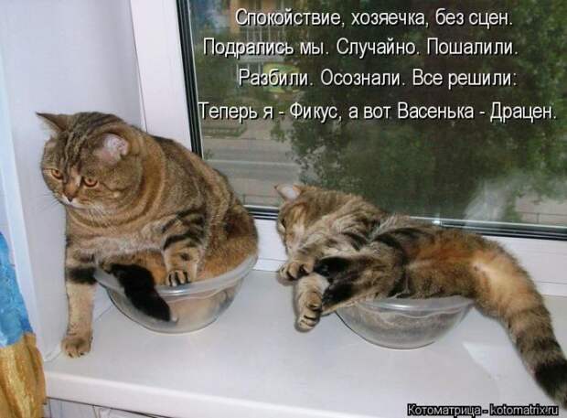 Лучшие котоматрицы недели Лучшие котоматрицы недели