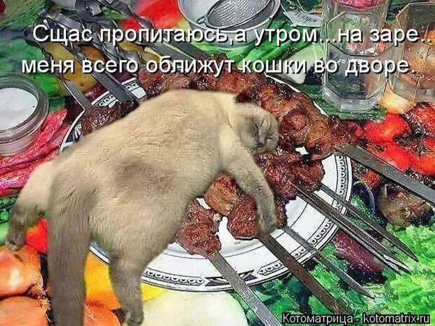 Лучшие котоматрицы недели (50 фото)