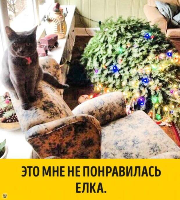 Животные, готовые к Новому году 10