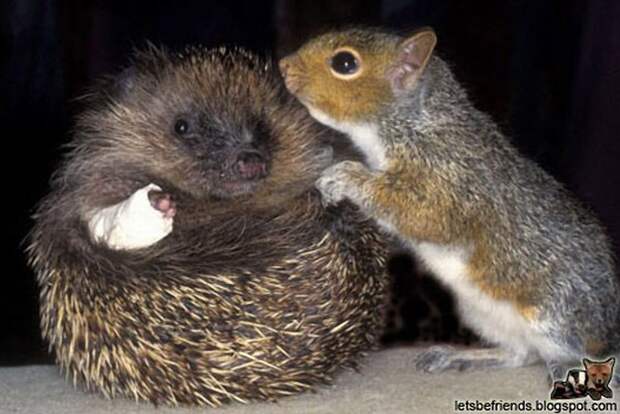 InterspeciesFriends20 InterspeciesFriends20 Самые трогательные примеры дружбы среди животных