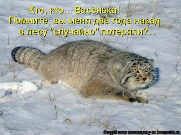 Котоматрицы(картинки с надписями)