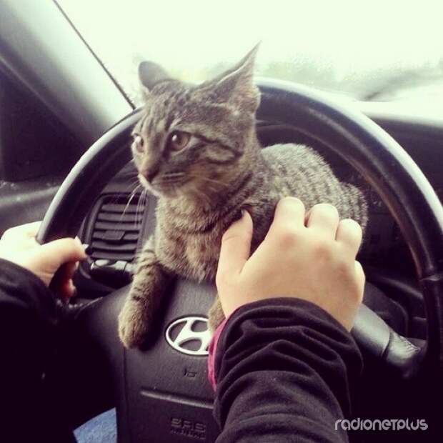 Отвезти его к ветеринару будет сложнее, чем вы думали Отвезти его к ветеринару будет сложнее, чем вы думали