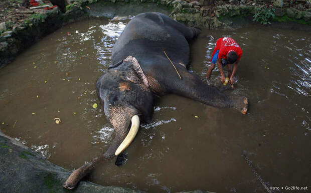 Ванна для слона