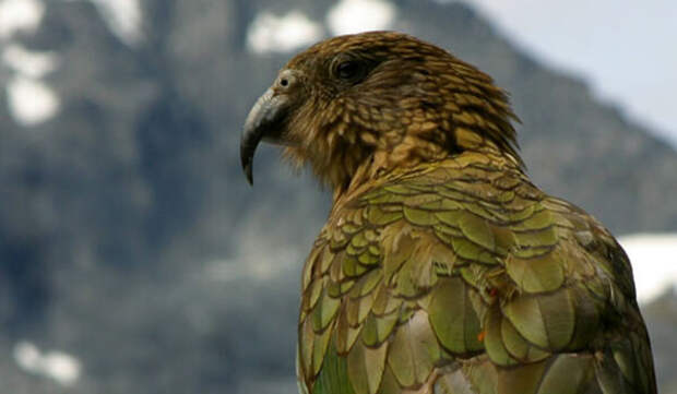Фото: Новозеландский попугай кеа